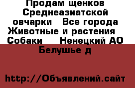 Продам щенков Среднеазиатской овчарки - Все города Животные и растения » Собаки   . Ненецкий АО,Белушье д.